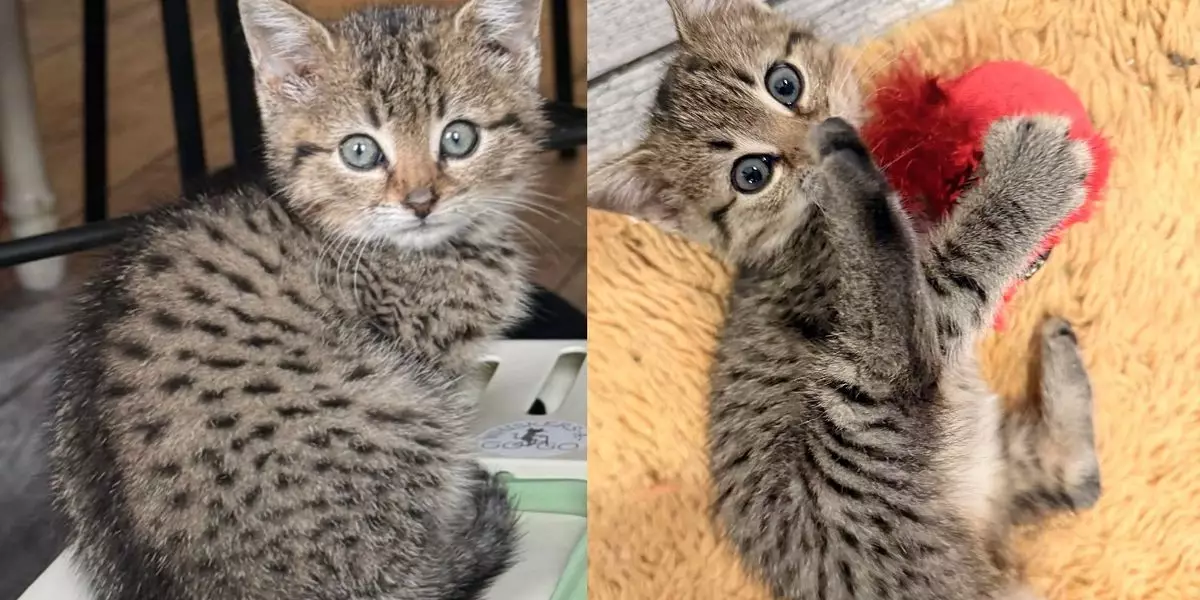 The Heartwarming Rescue: How a Tiny Kitten Transformed a Foster Home