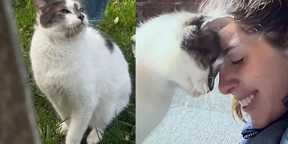 The Remarkable Journey of Coach Lou: A Feline Legend Finds His Forever Home