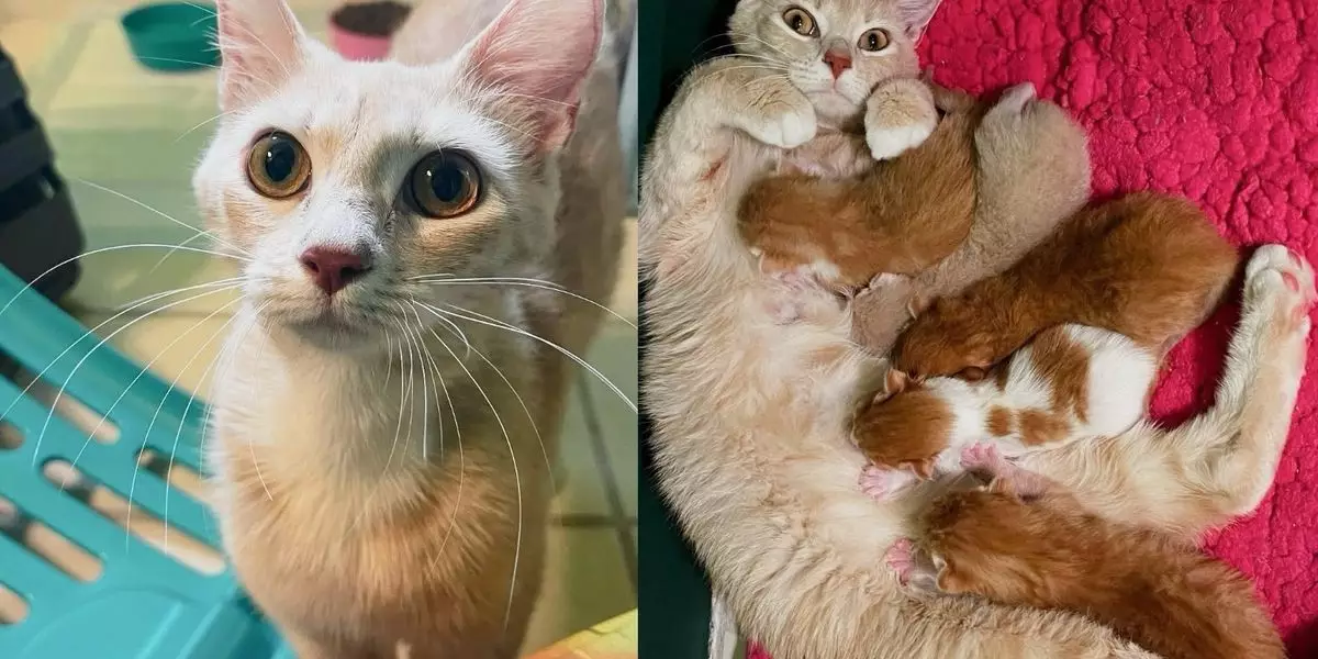 Miracle on the Doorstep: A Heartwarming Journey of Desert Sands and Her Kittens
