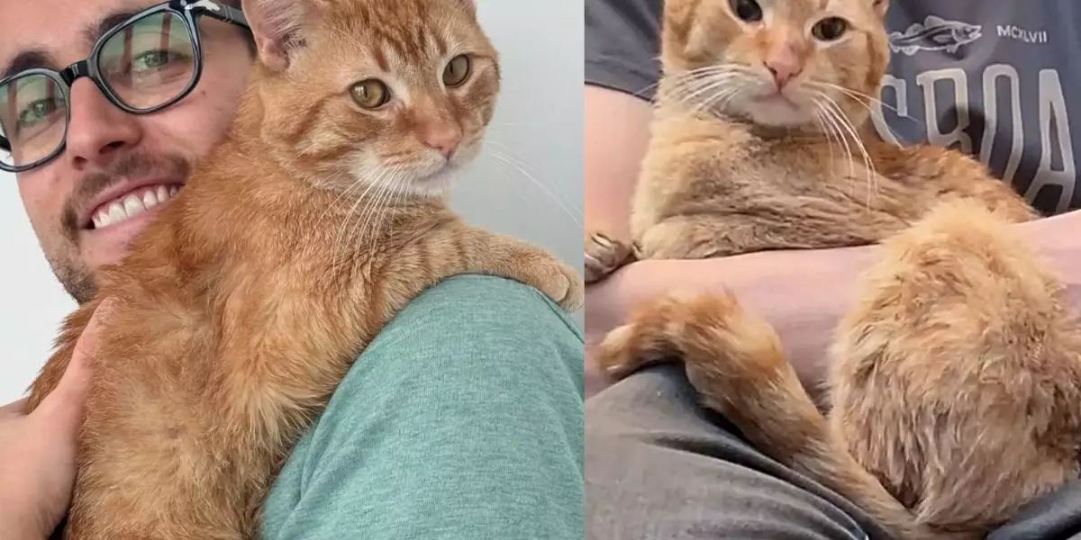 Warm Embrace: The Transformative Journey of Sunny, the Stray Turned Sunshine