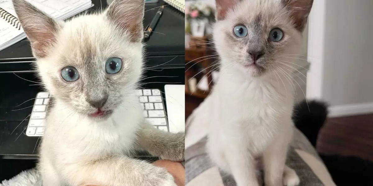 Joyful Mayhem: How One Kitten Transformed a Home