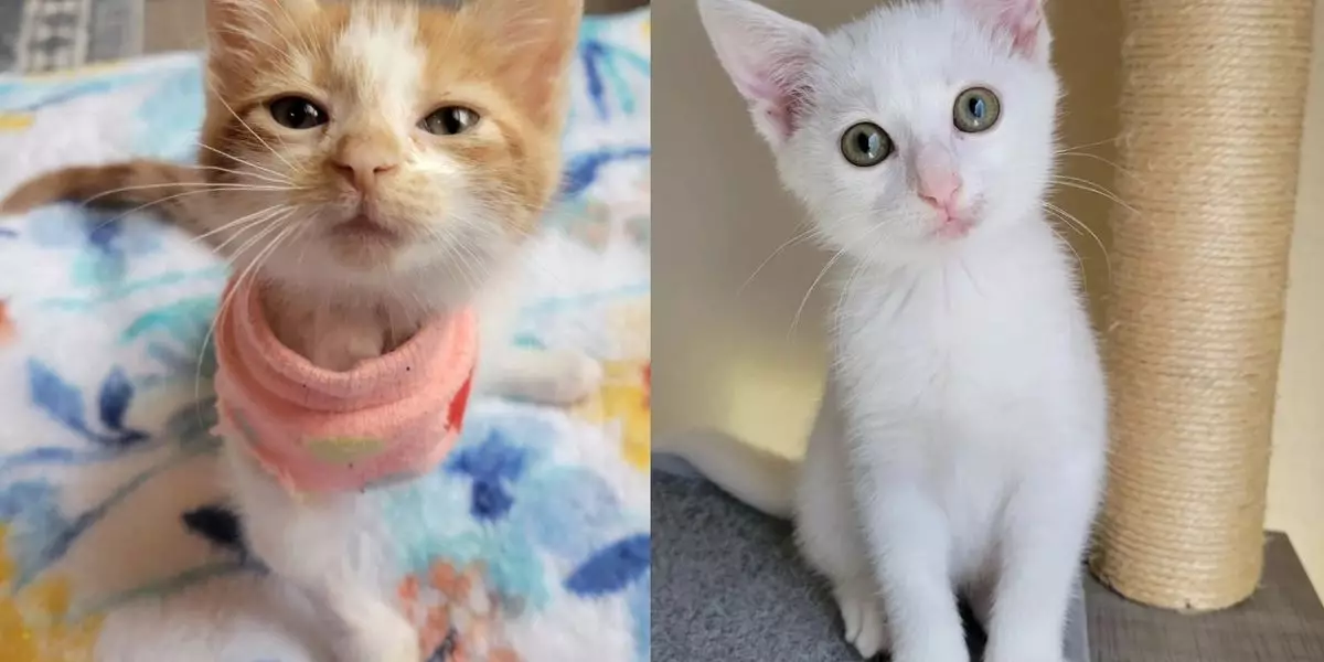 Resilience and Friendship: The Heartwarming Tale of Coco and Peach