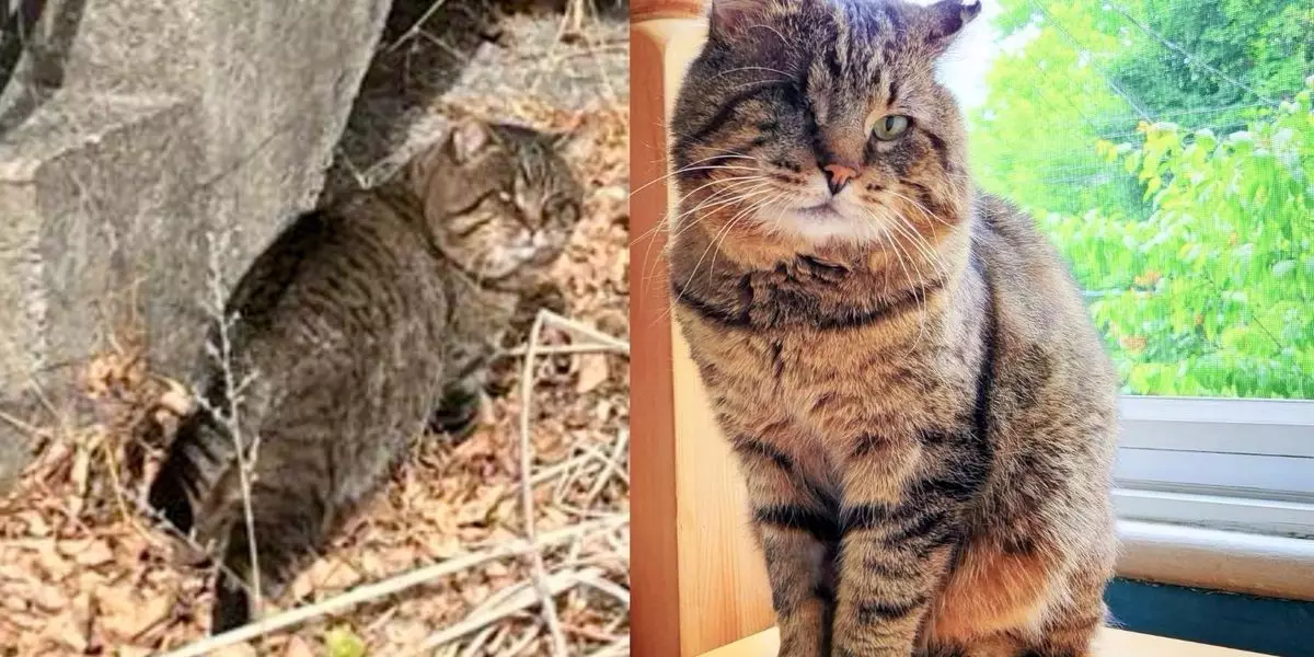 Unleashing Transformation: The Inspiring Journey of Magnus the Resilient Cat
