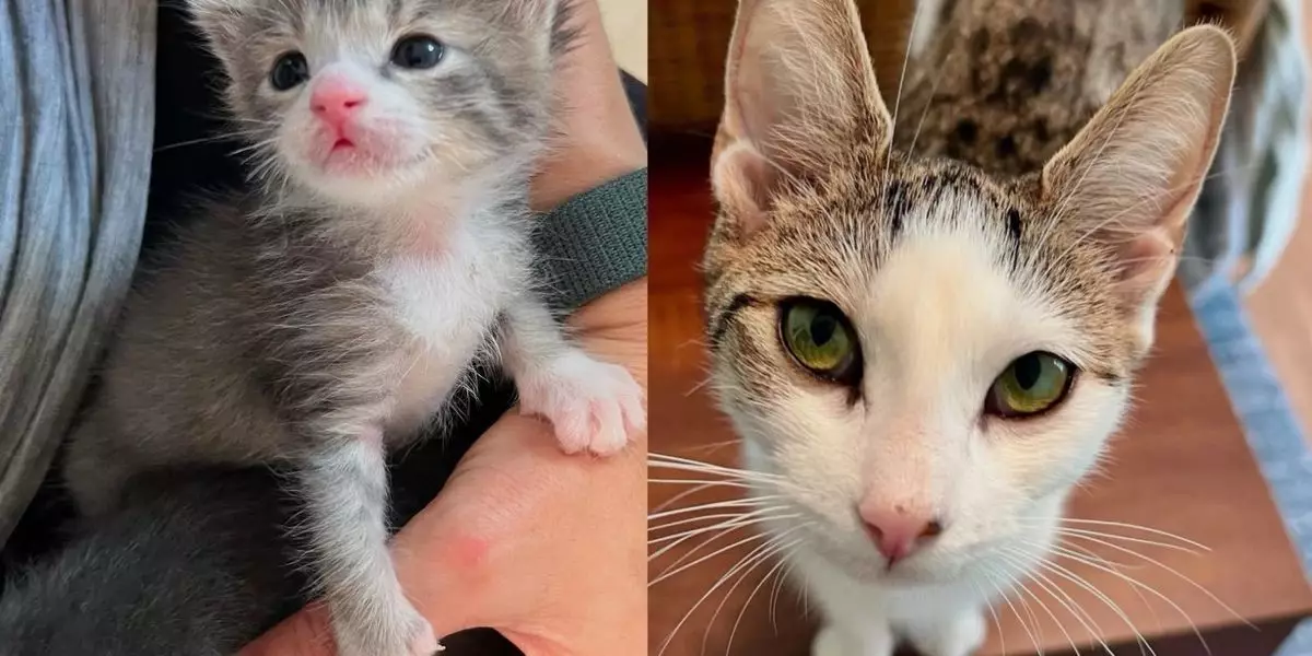 A Heartwarming Journey: The Unexpected Bond Between a Foster Mom and a Young Cat