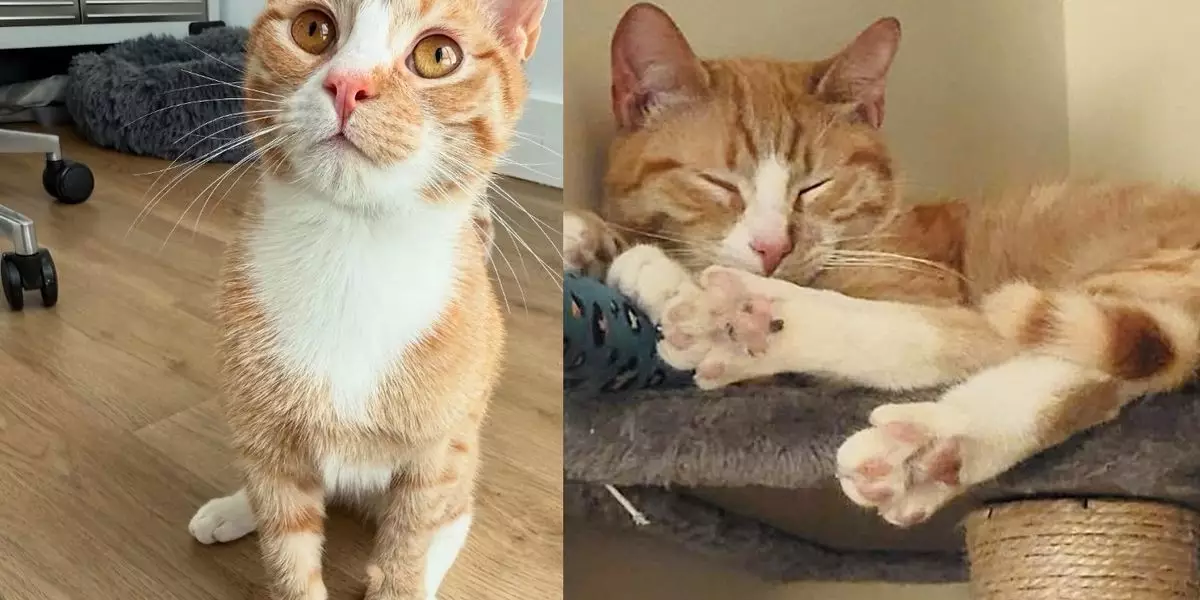 The Remarkable Journey of Amtrak: A Resilient Feline’s Quest for a Loving Home