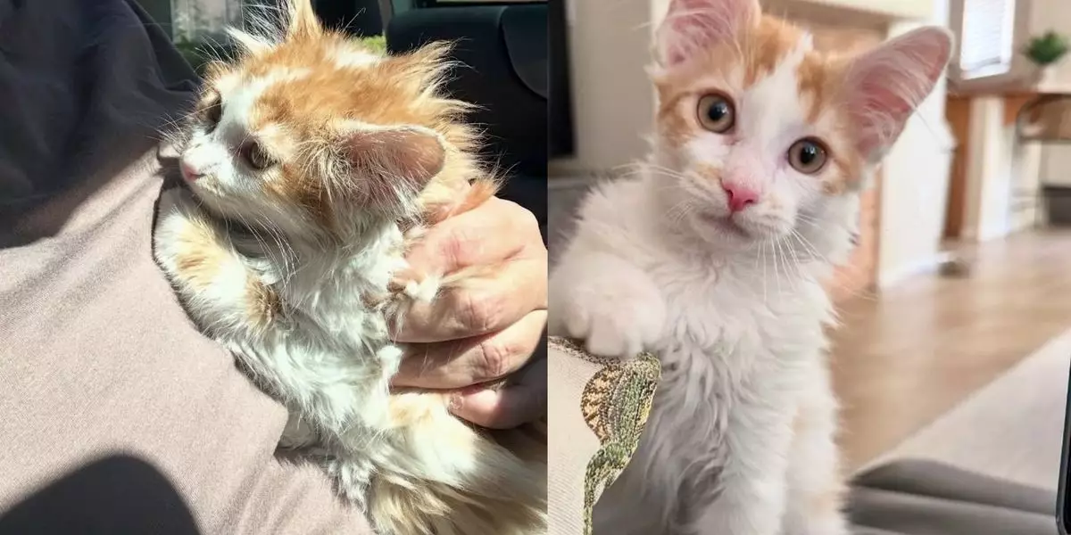 The Transformative Journey of a Timid Kitten: From Fragile to Fearless