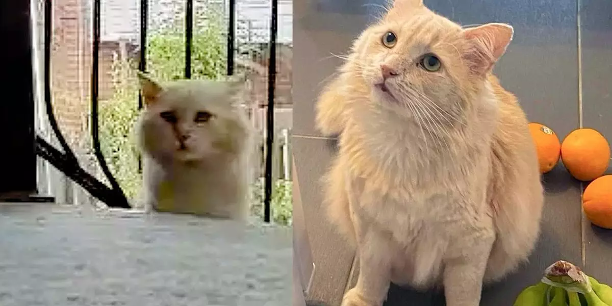 The Resilient Heart of a Street Cat Finds Its Sanctuary