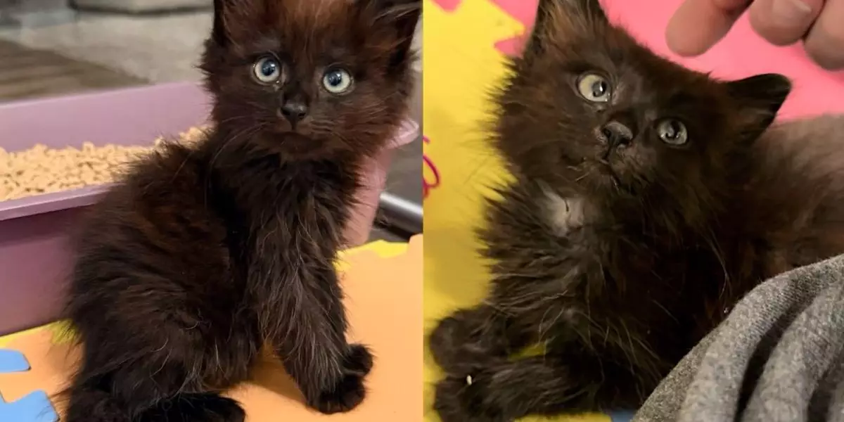 The Heartwarming Journey of Rescued Kittens: From Shadows to Sunshine
