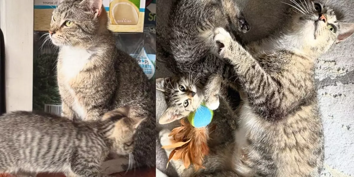 Rescued and Reclaimed: The Inspiring Journey of a Mother and Her Kitten Toward Hope and New Life