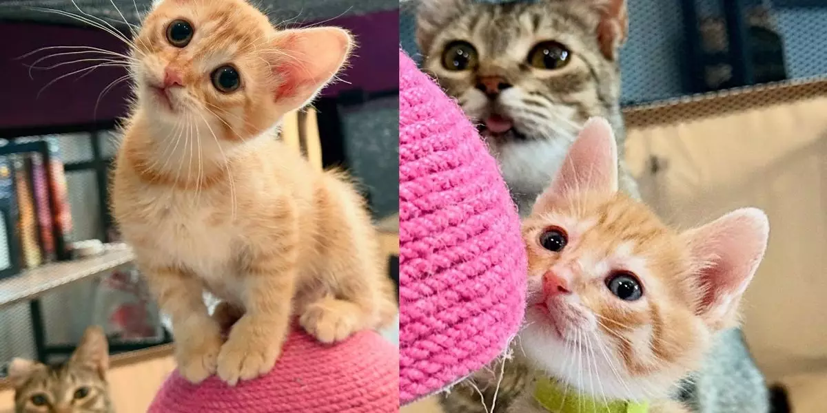 Unleashing Hope: The Transformative Power of Compassion for Homeless Cats