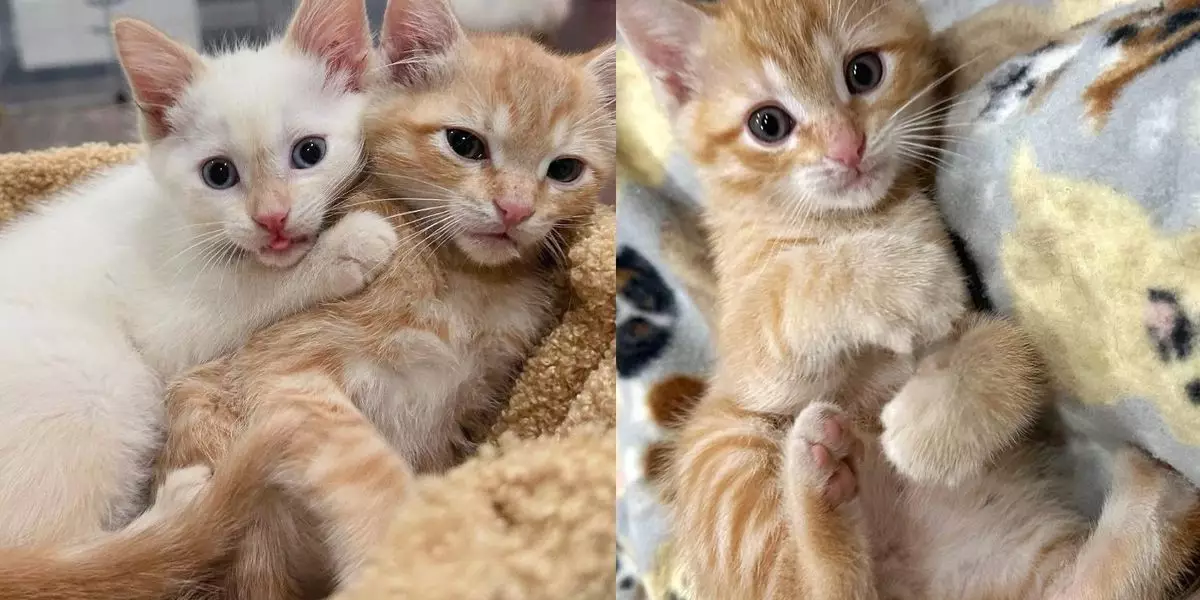 The Miraculous Bond of Rescue: A Tale of Hope, Family, and Second Chances