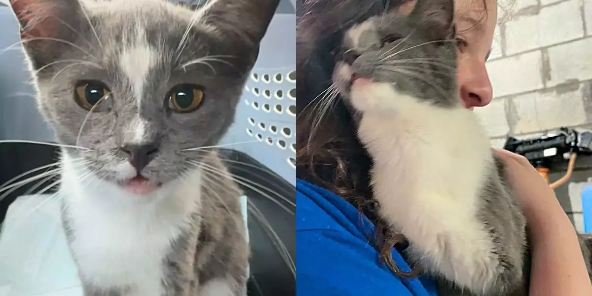 Transforming Fear Into Unbreakable Bonds: The Power of Compassion in Rescues