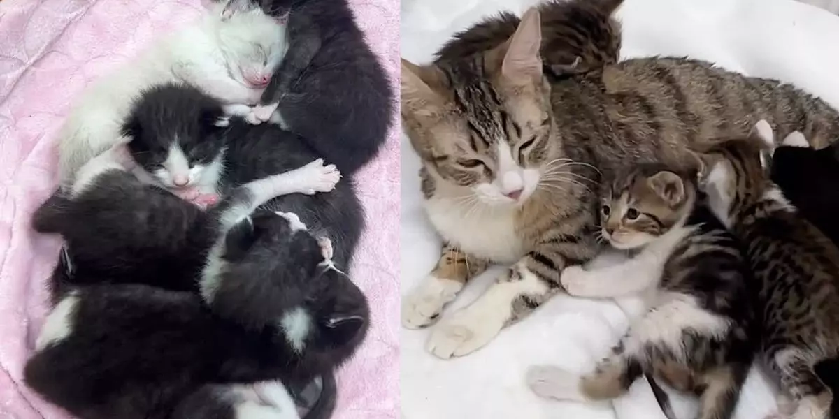 A New Dawn for Forgotten Feline Survivors: How Compassion Transforms Lives