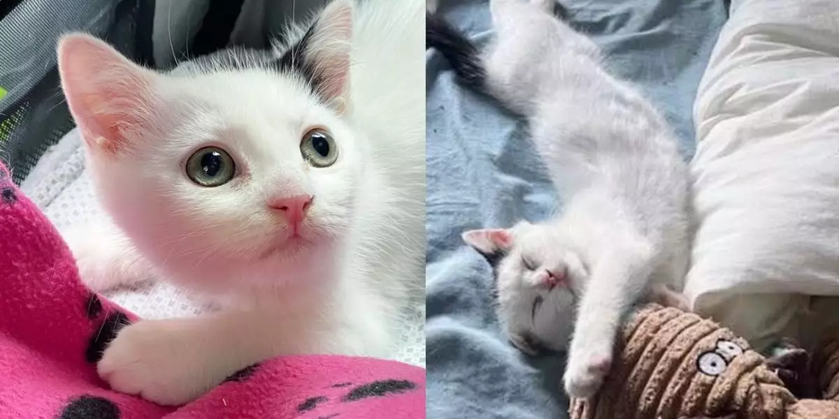 The Triumph of Compassion: How One Man’s Kindness Transformed a Feral Kitten’s Life