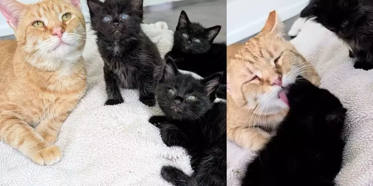 Unlikely Hero: How a Stray Cat Became a Beacon of Hope for Vulnerable Kittens