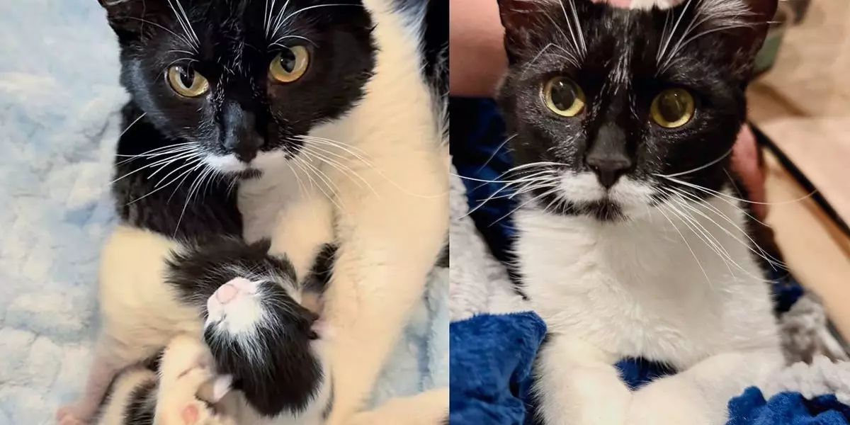 Transforming Fear into Unbreakable Love: The Heartwarming Journey of Nylah and Her Kittens