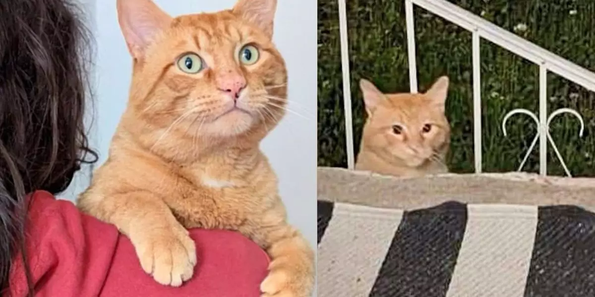 The Heartwarming Transformation of the Street Cat: From Hunger to Happiness