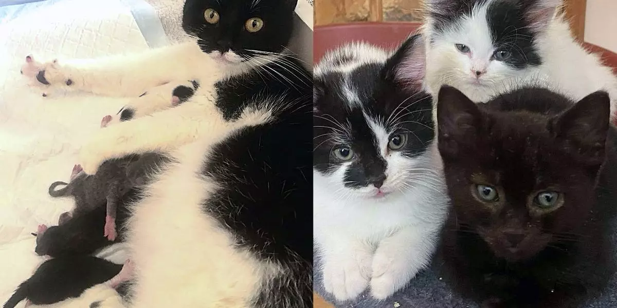 Resilience and Love: How a Single Act of Kindness Can Transform a Feline Family