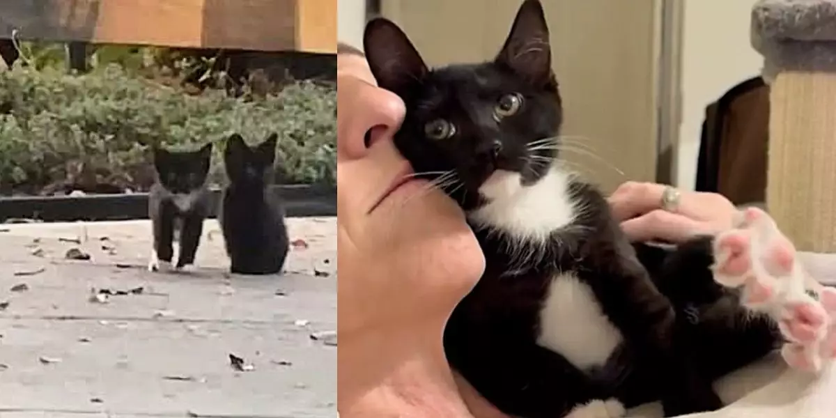 The Heartwarming Power of Patience: How a Tough Street Kitten Found Her True Self